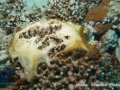 Nutrient indicator algae (NIA)