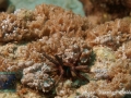 Phyllacanthus sp.