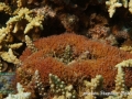 Amphiroa sp.