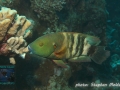 Cheilinus lunulatus,IP