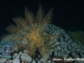 Astroboa nuda