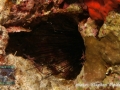 Diadema urchin &  Rhynchocinetes sp.