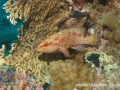 Cephalopholis miniata