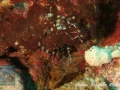 Stenopus hispidus