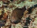 Calotomus viridescens