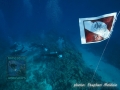 In 2018 we conducted Reef Check Surveys at Marsa Egla, Marsa Nakari north & south, Wadi Lahami "exposed" and Wadi Lahami "sheltered"