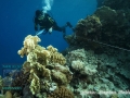 Invertebrate survey