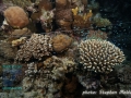 Transect line at Marsa Egla