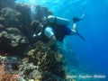 Invertebrate Survey