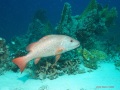 Mangrove Red Snapper "Fatima"