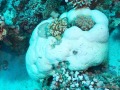 Bleached block coral