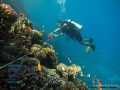 6 Reef Check Survey - Laying out Transect line 9122434639