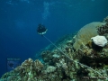 6_Reef Check Survey - collecting transect line DSC03930