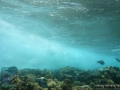 9-Survey-MN-south-surge-at-reef-crest DSC04111