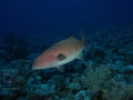 DSC01557 Shaab Sharm Plectropomus pessuliferus marisrubri