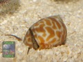 2028_Babylonia-sp.-DSC01301