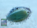 2031_Mauritia-arabica-DSC05545