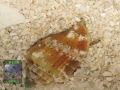 2040_Strombus-sp.-DSC01338