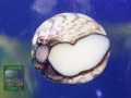 Tectus-sp.-DSC08967