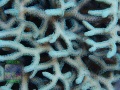 3_Seriatophora-caliendrum-gelb´_DSC02074