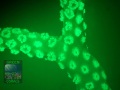 4_Seriatophora-caliendrum-gelb´_DSC01610_Fluoro