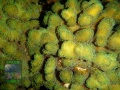 2_Stylophora-pistillata-creme´-P1160127