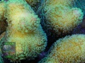 3_Stylophora-pistillata-creme´-DSC06487