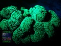 4_Stylophora-pistillata-creme´-DSC06369
