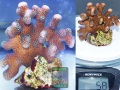 m1_Stylophora-pistillata-creme´_-DSC08680