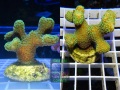 s1_Stylophora-sp.1-pistillata-creme´-WYSIWYK
