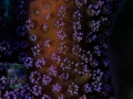 3_Stylophora pistillata `lila´_DSC06844b