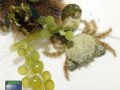 Meerestiere-ERLEBEN-DSC0347