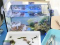 Meerestiere-ERLEBEN-DSC0348