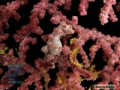 DSC00226 Hippocampus bargibanti b