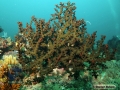 DSC00425 Dendrophyllia micrantha b