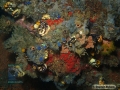 DSC00554 Sponges & Ascidians
