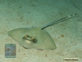 DSC00728 Neotrygon kuhlii b