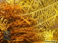 DSC01324 Laomenes amboinensis#b