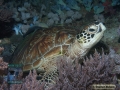 DSC01361 Chelonia mydas b