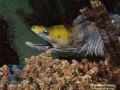 DSC01384 Gymnothorax rueppelliae b