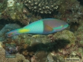 DSC01482 Scarus flavipectoralis b