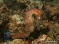 DSC01555 Hippocampus histrix b