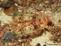 DSC01734 Dactyloptena orientalis
