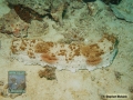 DSC01756 Thelenota anax b