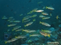 DSC01765 Lutjanus biguttatus & L.lutjanus b