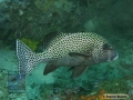 DSC01799 Plectorhinchus chaetodonoides b