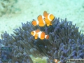 DSC01884 Amphiprion ocellaris b