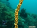 DSC02670 Pontonides ankeri#b