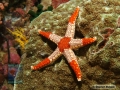DSC02734 Fromia monilis b