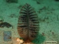 DSC07938 Pteroeides sp.# b